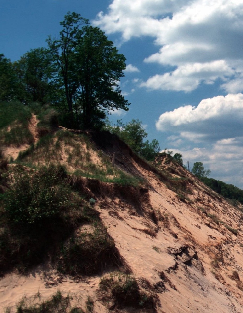 A wooded sand dune with oaks and dune grass under a blue summer sky